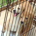 5月4日生まれの生後2ヶ月の仔犬が3頭います。