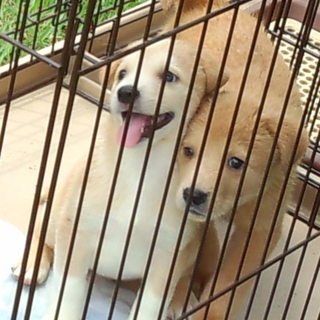 5月4日生まれの生後2ヶ月の仔犬が3頭います。