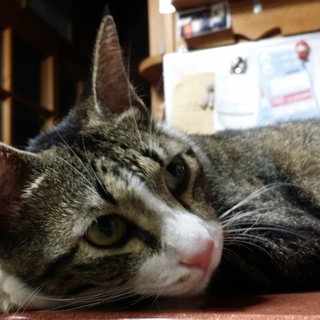 急募集です。名前をつけて可愛がってあげて下さい