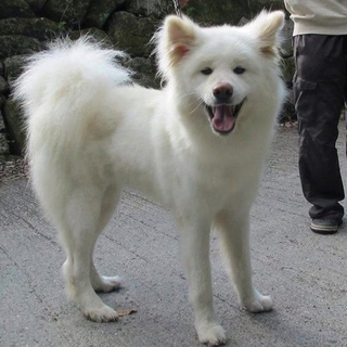 美人の秋田犬、アキちゃん☆