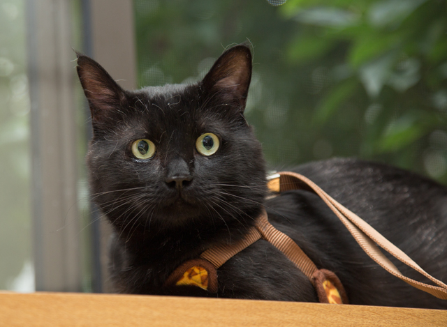 人間大好き、甘えん坊の黒猫　喜希くんです サムネイル3