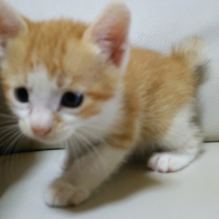 子猫の里親募集