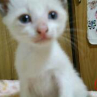 子猫の里親募集