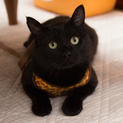 人間大好き、甘えん坊の黒猫　喜希くんです