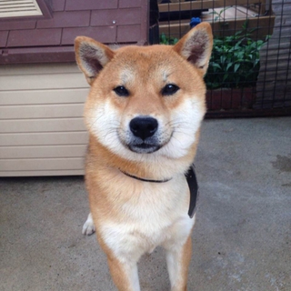 柴犬　きんくん