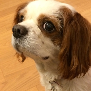 マイペースな頑張り屋さん、７歳の男の子です