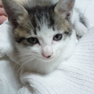 子猫の里親急募