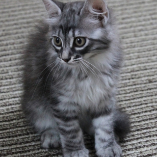 グレー長毛の女の子