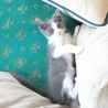 迷子の子猫ちゃんたちを育てていただけないでしょうか サムネイル2