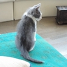 迷子の子猫ちゃんたちを育てていただけないでしょうか サムネイル4