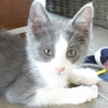 迷子の子猫ちゃんたちを育てていただけないでしょうか サムネイル3