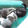 迷子の子猫ちゃんたちを育てていただけないでしょうか サムネイル6