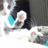 迷子の子猫ちゃんたちを育てていただけないでしょうか サムネイル5