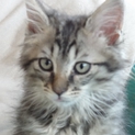 迷子の子猫ちゃんたちを育てていただけないでしょうか