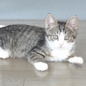 迷子の子猫ちゃんたちを育てていただけないでしょうか