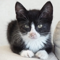 迷子の子猫ちゃんたちを育てていただけないでしょうか