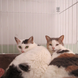 14歳の姉妹猫さんのおだやかな余生を