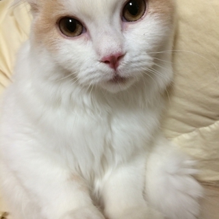 スコティッシュフォールド