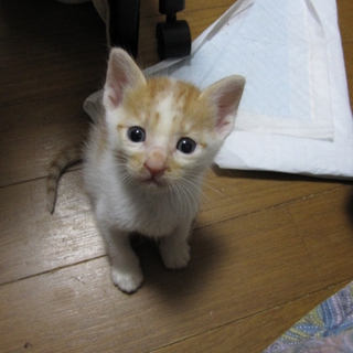 かわいい茶白　こたけくん　離乳中　動画有ります