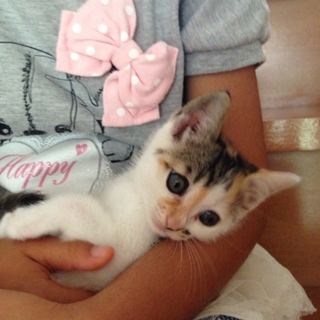 三毛猫ちゃん約2ヶ月