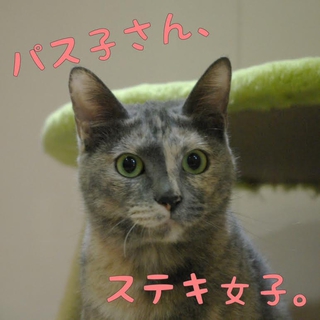 ステキ女子のパス子さん、家族募集中！