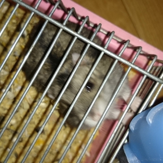 ジャンガリアンハムスターの里親募集*