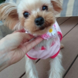 花音の家族になっていただけませんか？