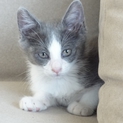 迷子の子猫ちゃんたちを育てていただけないでしょうか