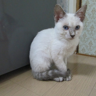 シャム系　白　オス　３ヶ月　三重滋賀奈良京都