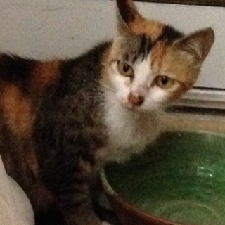 美 三毛猫ママ