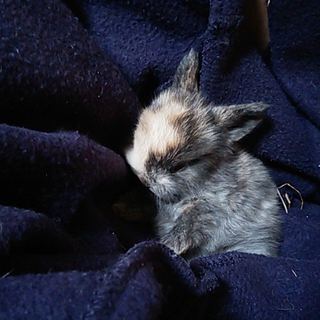 ネザーの仔うさぎ生後2ヶ月半(キャンセル待ち)