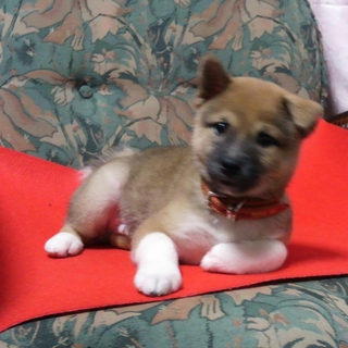 子犬柴ミックス