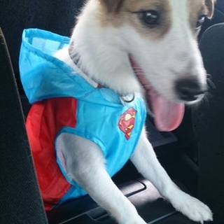 元気で人懐っこいシュガー♂２歳