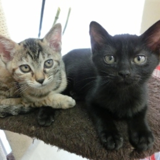 まっ黒子猫メス「くちゃ（仮名）」