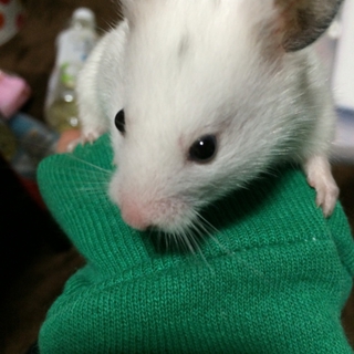 カラーハムスターホワイトゴールデン里親募集！