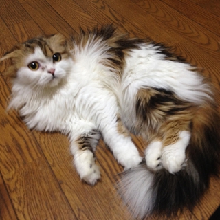 【モコ】スコティッシュの女の子　1歳4ヶ月