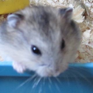 里親見つかりました！