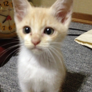 約2ケ月のオス 里親になって下さい。