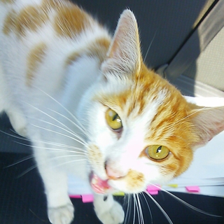 人懐っこい猫です！里親募集！残り一週間の命です。