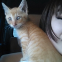 仔猫の里親募集!!!