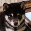 元気な黒柴の男の子