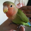コザクラインコ♂