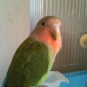 コザクラインコ♂ サムネイル2