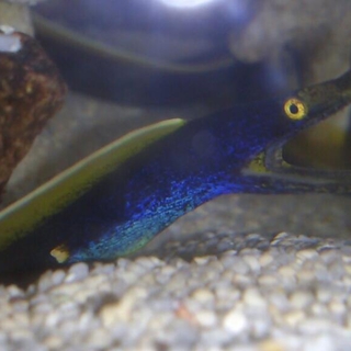 ハナヒゲウツボ