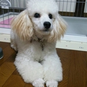 無事里親さん見つかりました。感謝致します。
