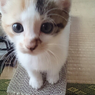 可愛いらしい三毛花ちゃん 兵庫県 猫の里親募集 392 ペットのおうち 月間利用者150万人