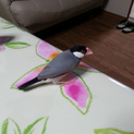 手乗り桜文鳥