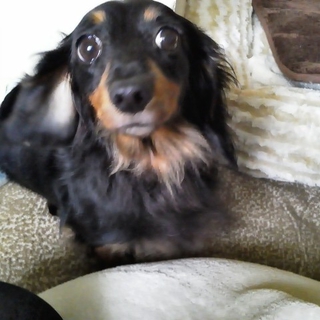 [いくら]　人なつこくて、元気！