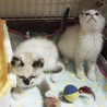 可愛いのばらと小枝です！ サムネイル5
