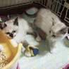 可愛いのばらと小枝です！ サムネイル3